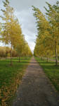 5 Venneperhout